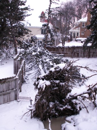 The uprooted pine, the stripped pine and to the left of the tip of the tree, the neighbor's damaged fence. January 1, 2007.