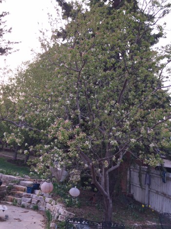 crabapple tree in bloom