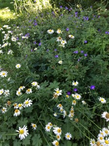 Daisies and cranesbill